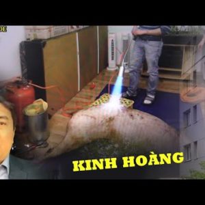 Kinh hoàng tại Đức. Bắt lợn rừng về mổ trộm, suýt cháy cả chung cư!